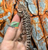Orange Tiger leatherback Bearded Dragon