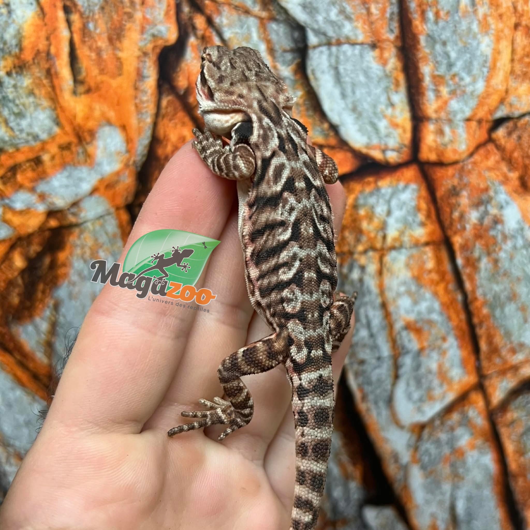 Orange Tiger leatherback Bearded Dragon
