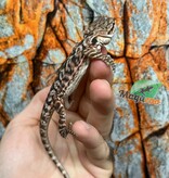 Dragon barbu  Orange Tiger leatherback Male 9/1/26