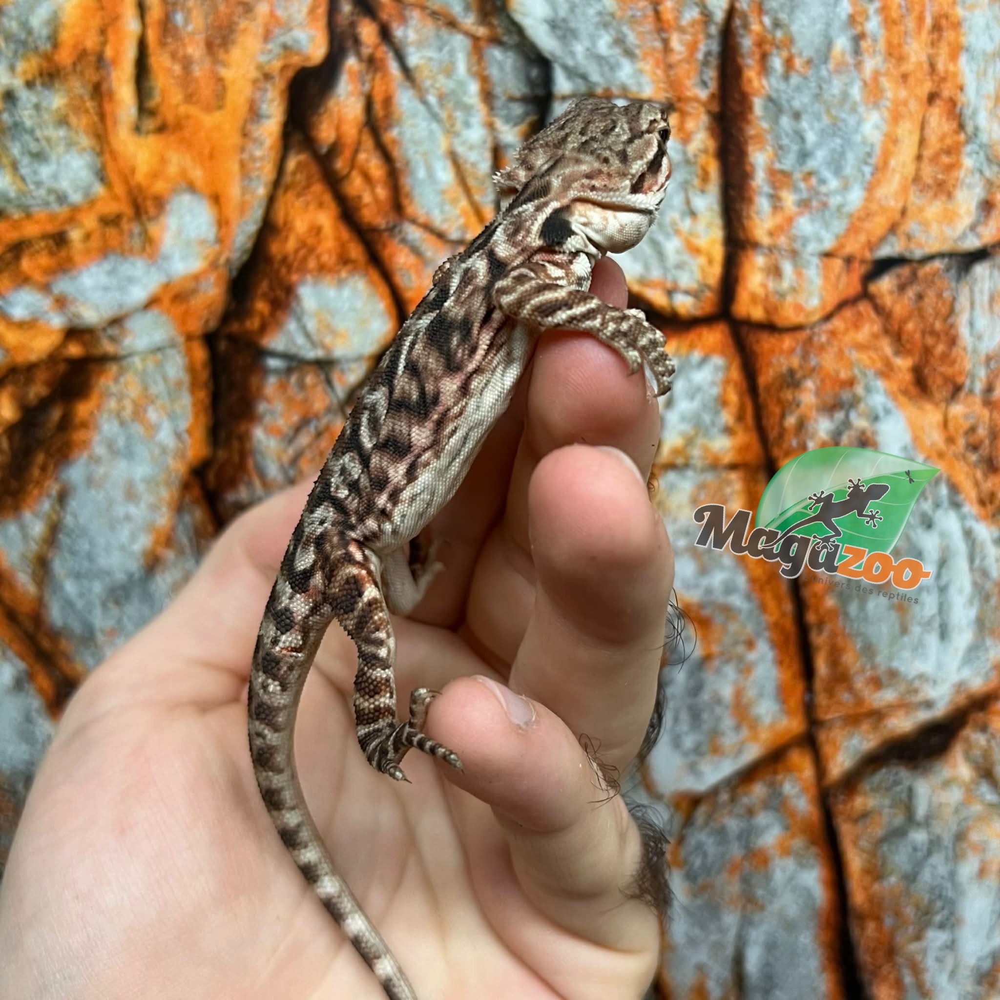 Dragon barbu  Orange Tiger leatherback Male 9/1/26