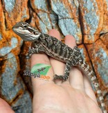 Tiger Bearded Dragon #3