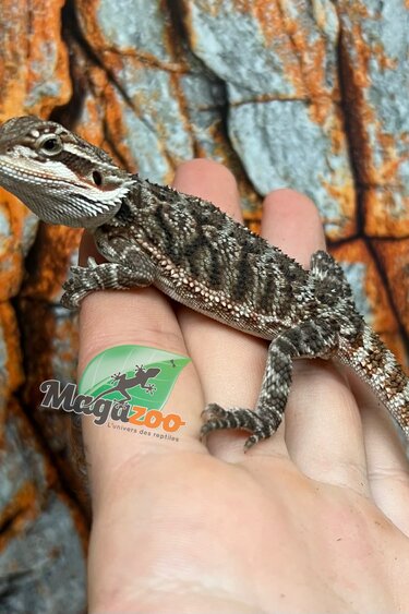 Tiger Bearded Dragon #3