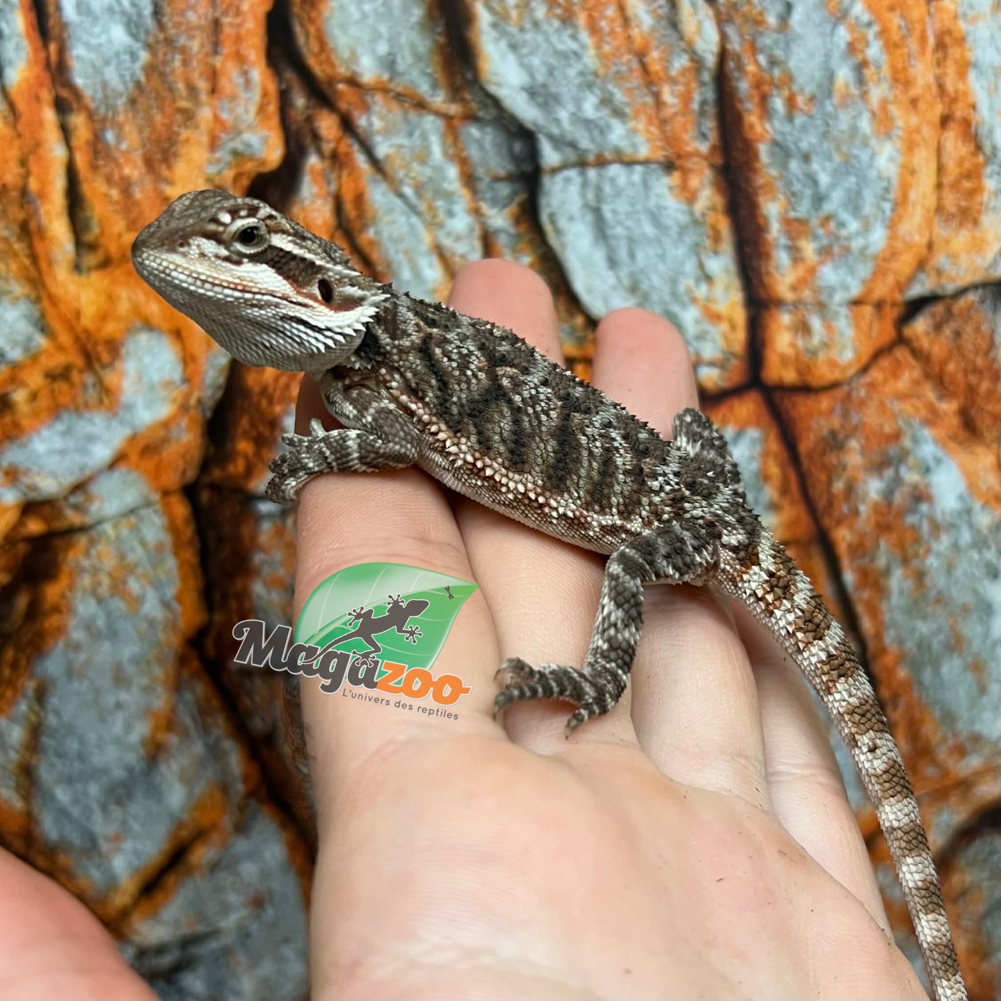 Dragon barbu  Tiger #3 Mâle 9/1/26