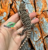 Dragon barbu  Tiger #3 Mâle 9/1/26