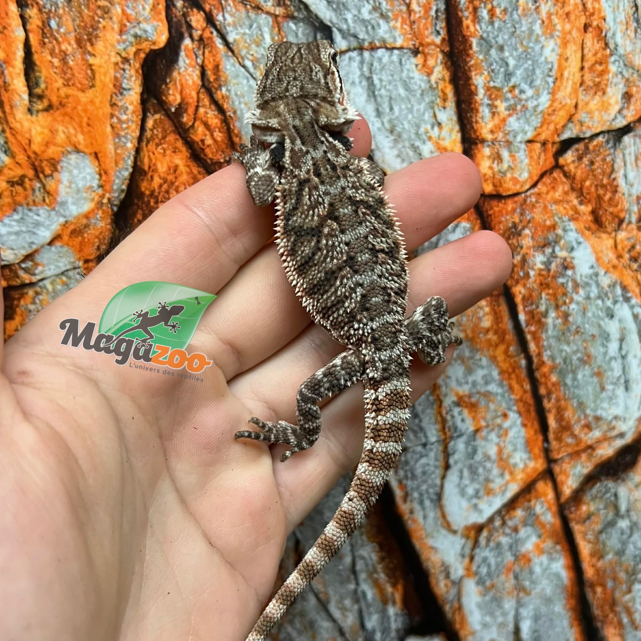 Tiger Bearded Dragon #3