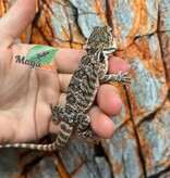 Tiger Bearded Dragon #3