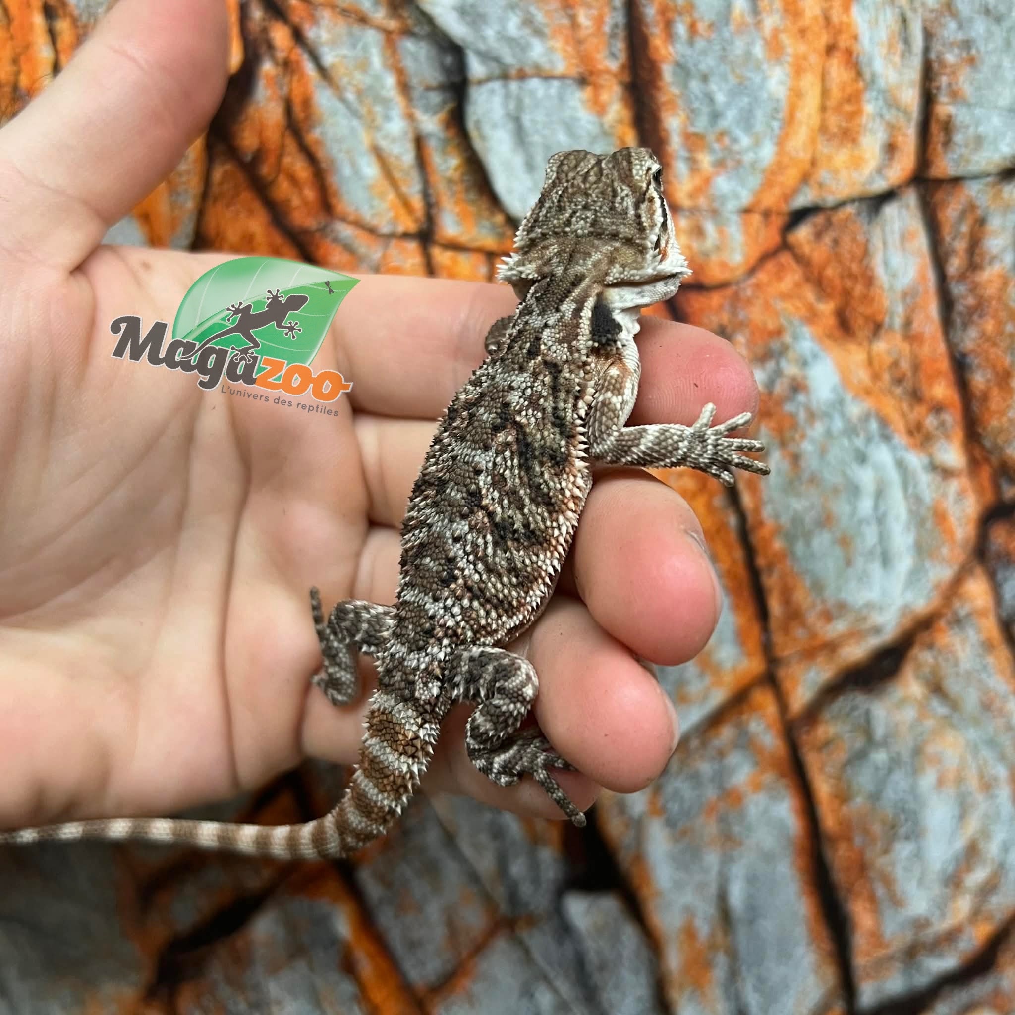 Dragon barbu  Tiger #3 Mâle 9/1/26