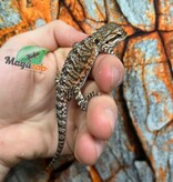 Tiger Bearded Dragon #4
