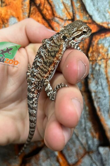 Tiger Bearded Dragon #4