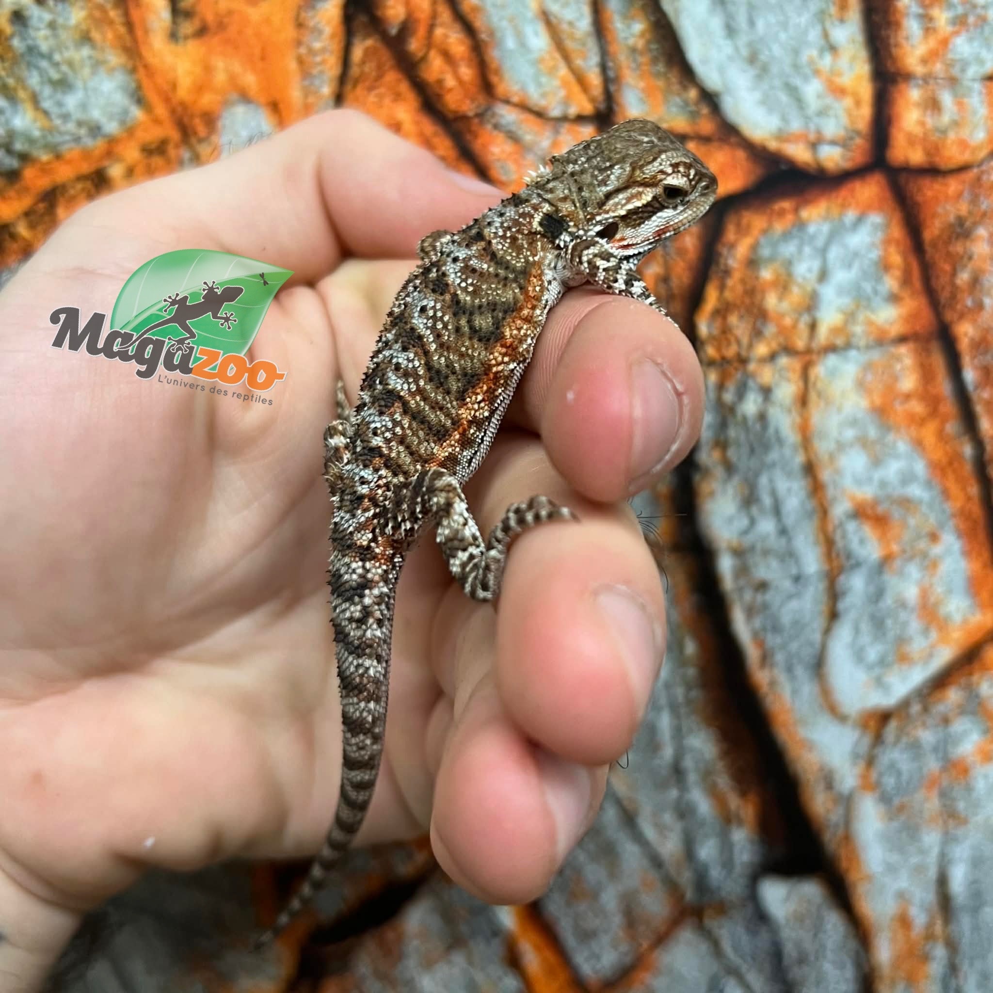 Dragon barbu  Tiger orange  #4 Mâle 9/1/26