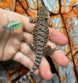 Tiger Bearded Dragon #4