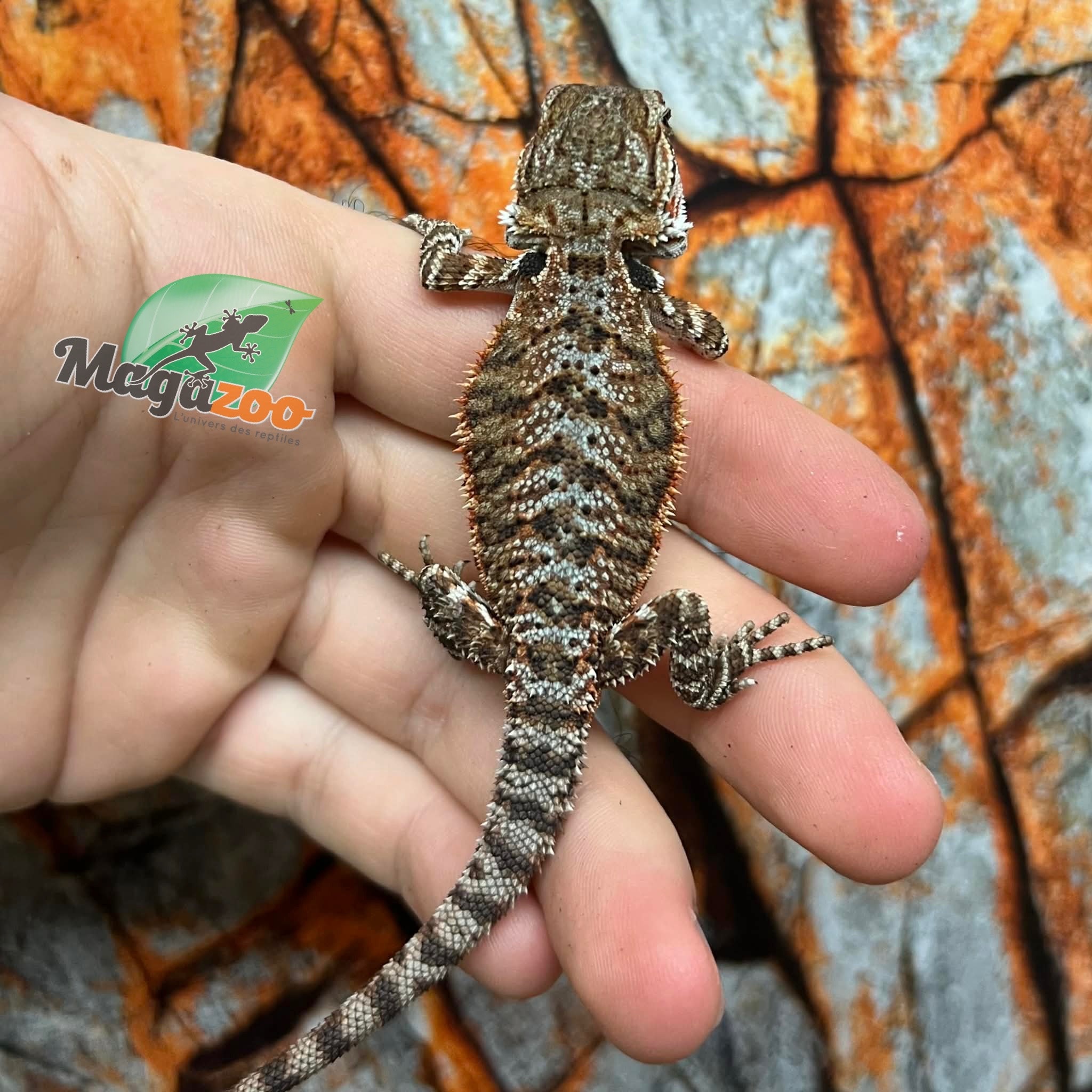 Tiger Bearded Dragon #4