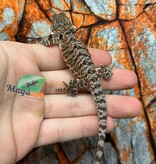 Tiger Bearded Dragon #4