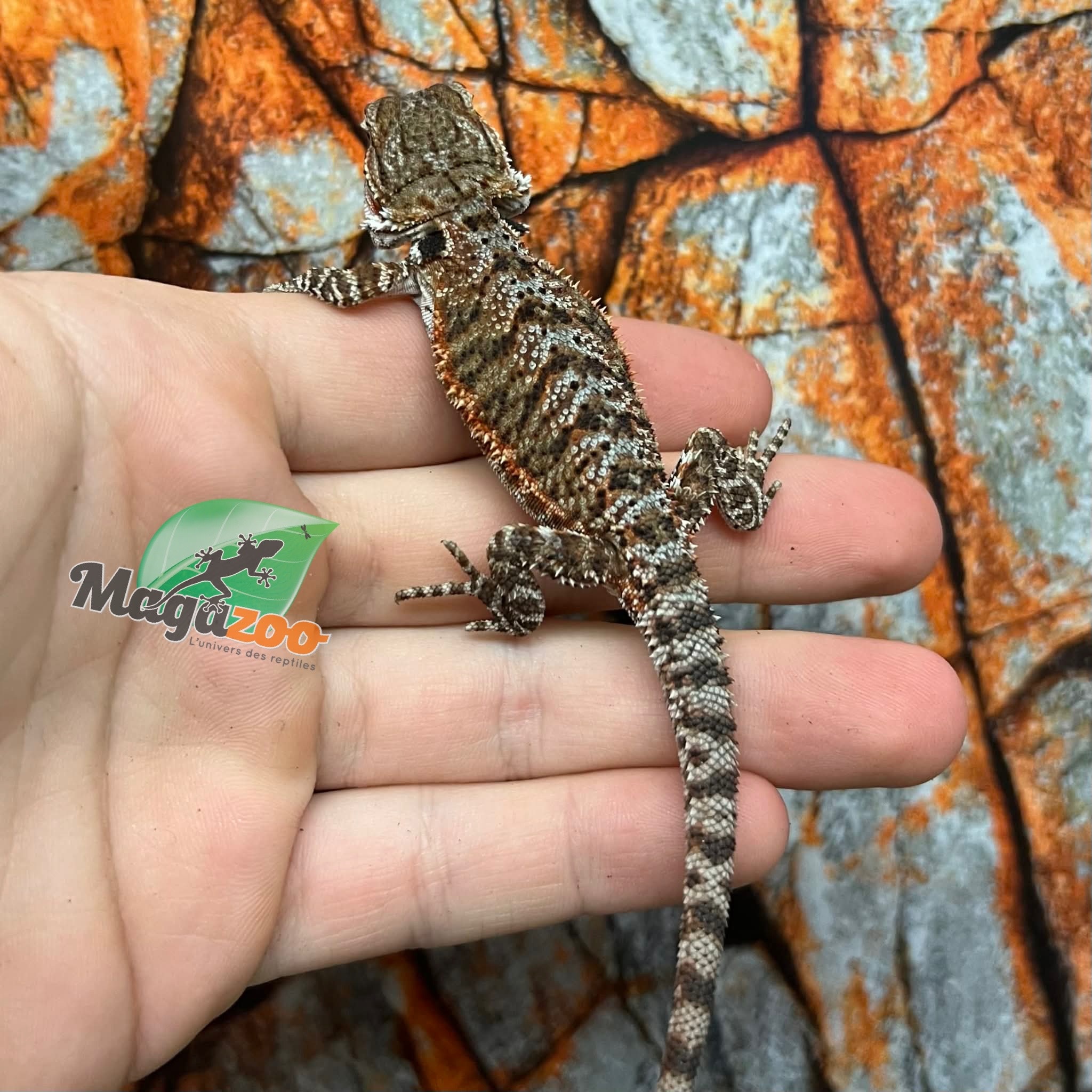 Dragon barbu  Tiger orange  #4 Mâle 9/1/26