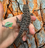 Orange Tiger Bearded Dragon #1