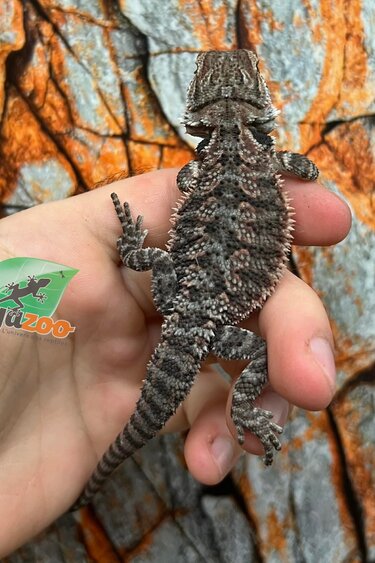 Dragon barbu  Orange Tiger #1 mâle 9/1/26