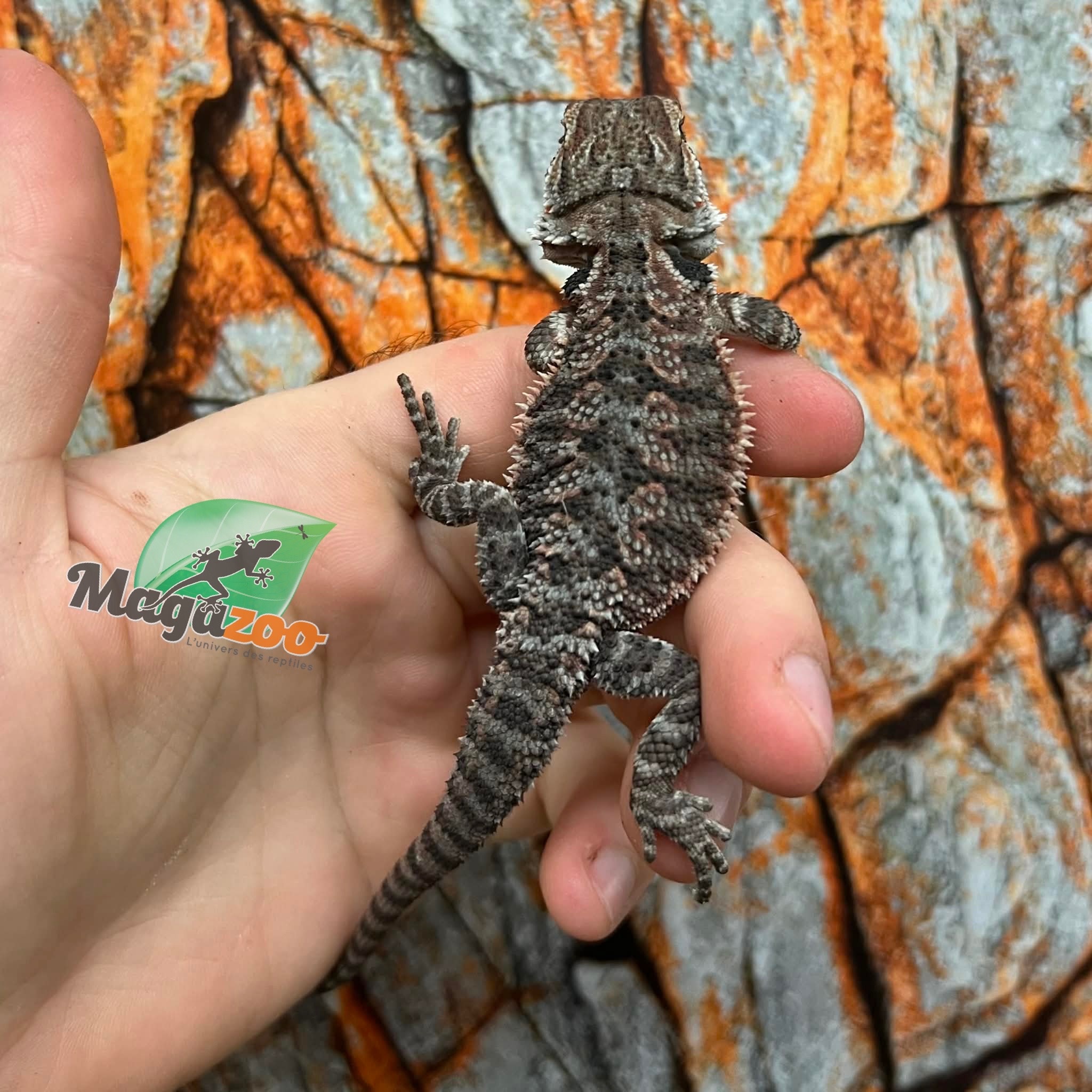 Orange Tiger Bearded Dragon #1