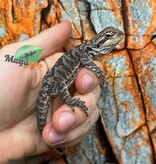 Dragon barbu  Orange Tiger #1 mâle 9/1/26