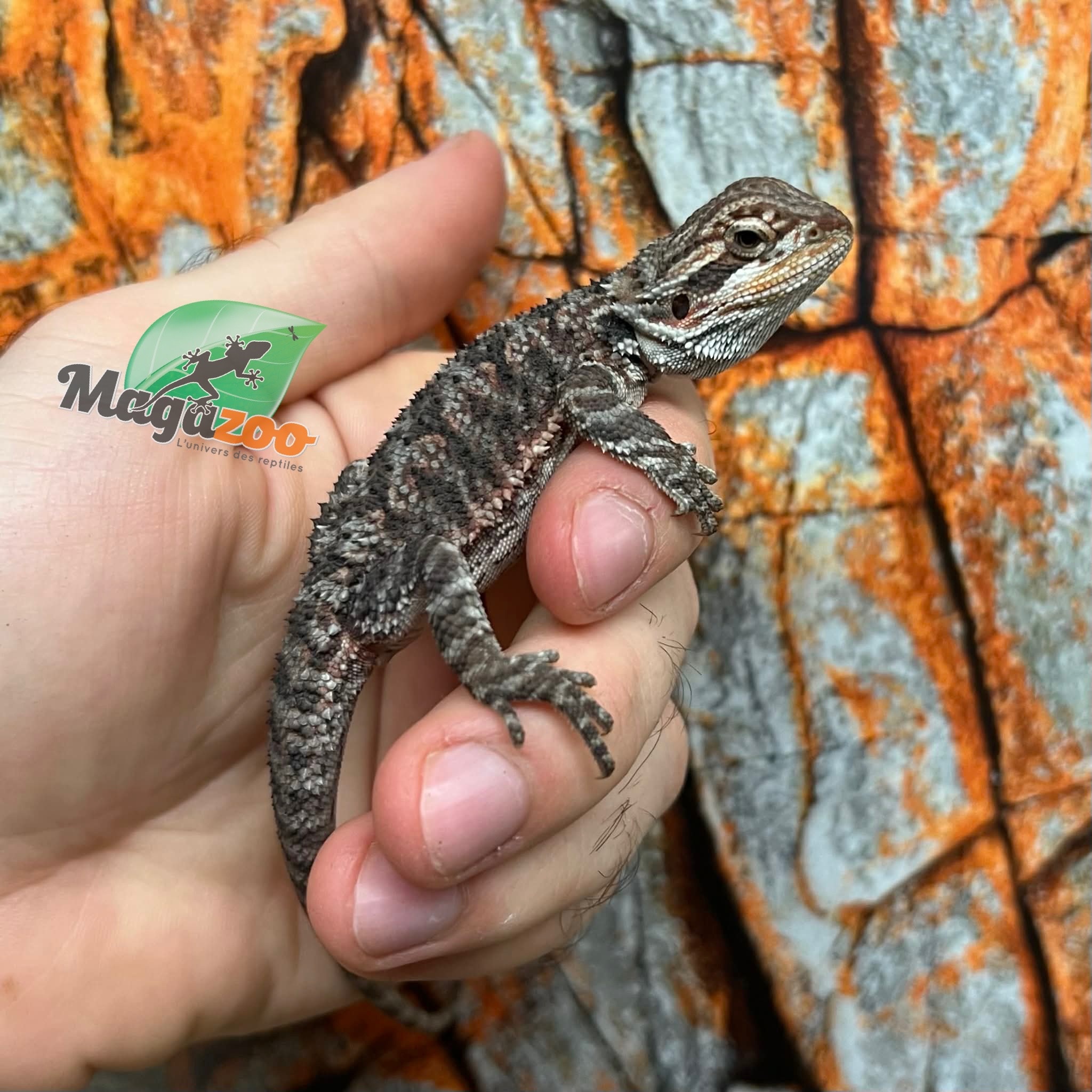 Dragon barbu  Orange Tiger #1 mâle 9/1/26