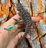 Dragon barbu  Orange Tiger #1 mâle 9/1/26