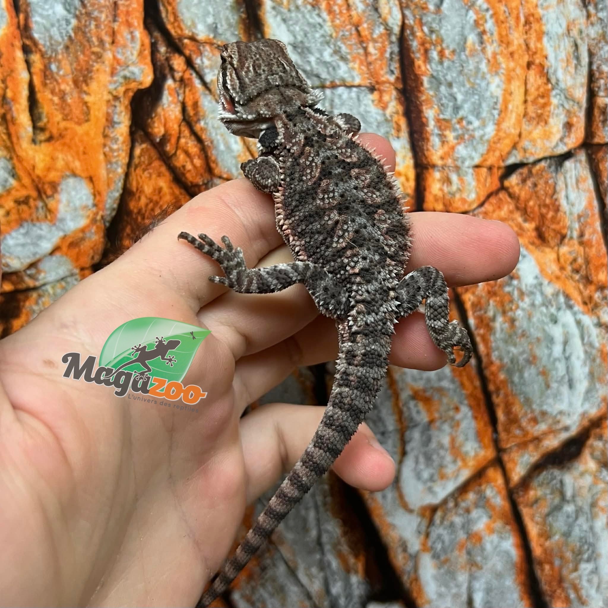 Dragon barbu  Orange Tiger #1 mâle 9/1/26