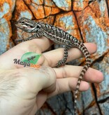 Dragon barbu  Tiger leatherback Mâle 9/1/26