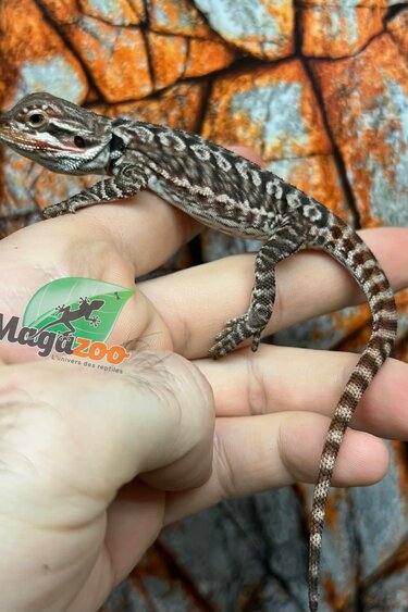 Dragon barbu  Tiger leatherback Mâle 9/1/26