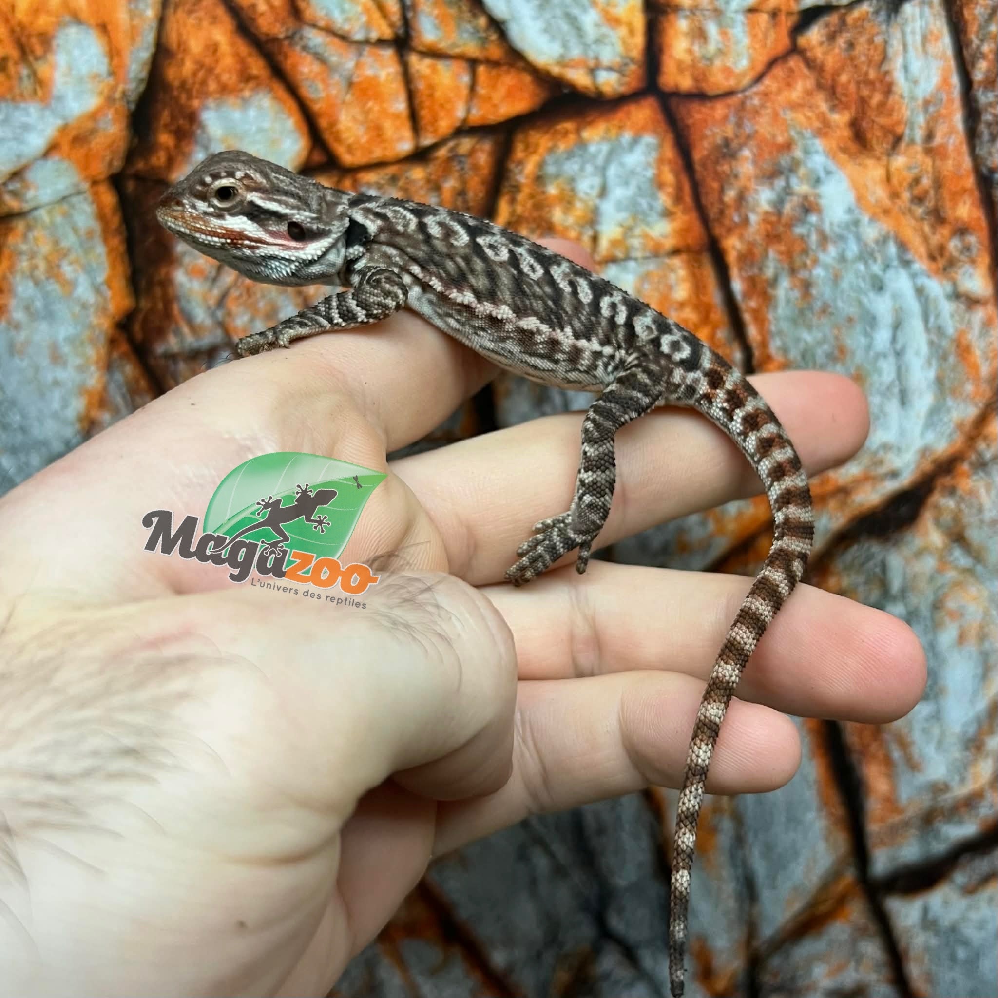 Dragon barbu  Tiger leatherback Mâle 9/1/26