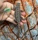 Tiger Leatherback Bearded Dragon