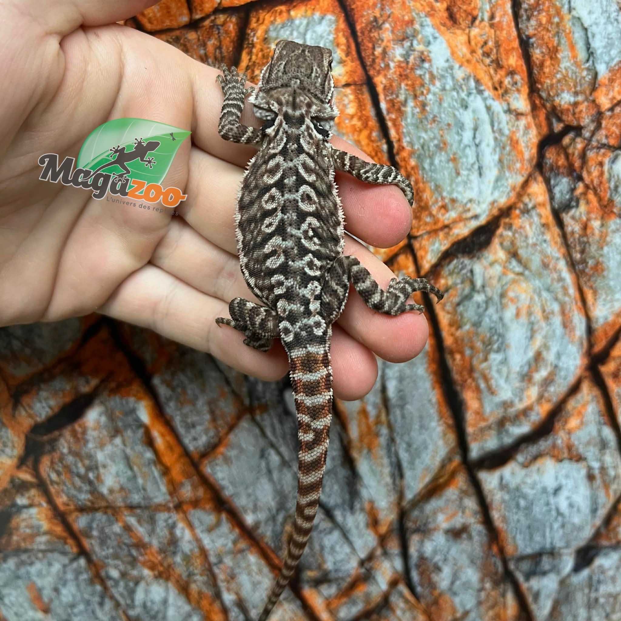 Tiger Leatherback Bearded Dragon