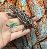 Dragon barbu  Tiger leatherback Mâle 9/1/26