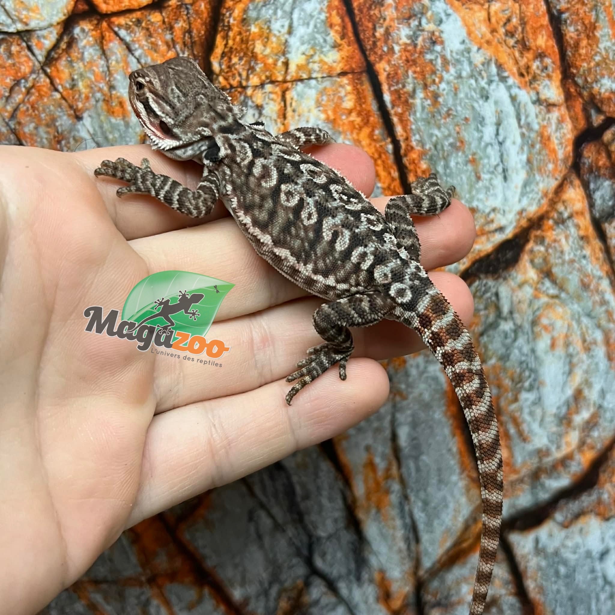 Dragon barbu  Tiger leatherback Mâle 9/1/26