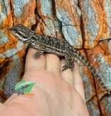 Tiger Bearded Dragon #1