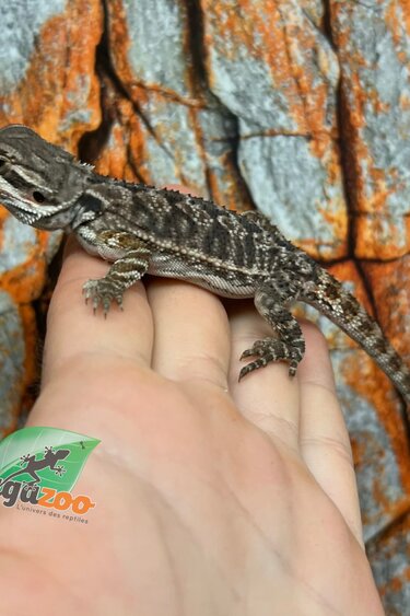 Tiger Bearded Dragon #1