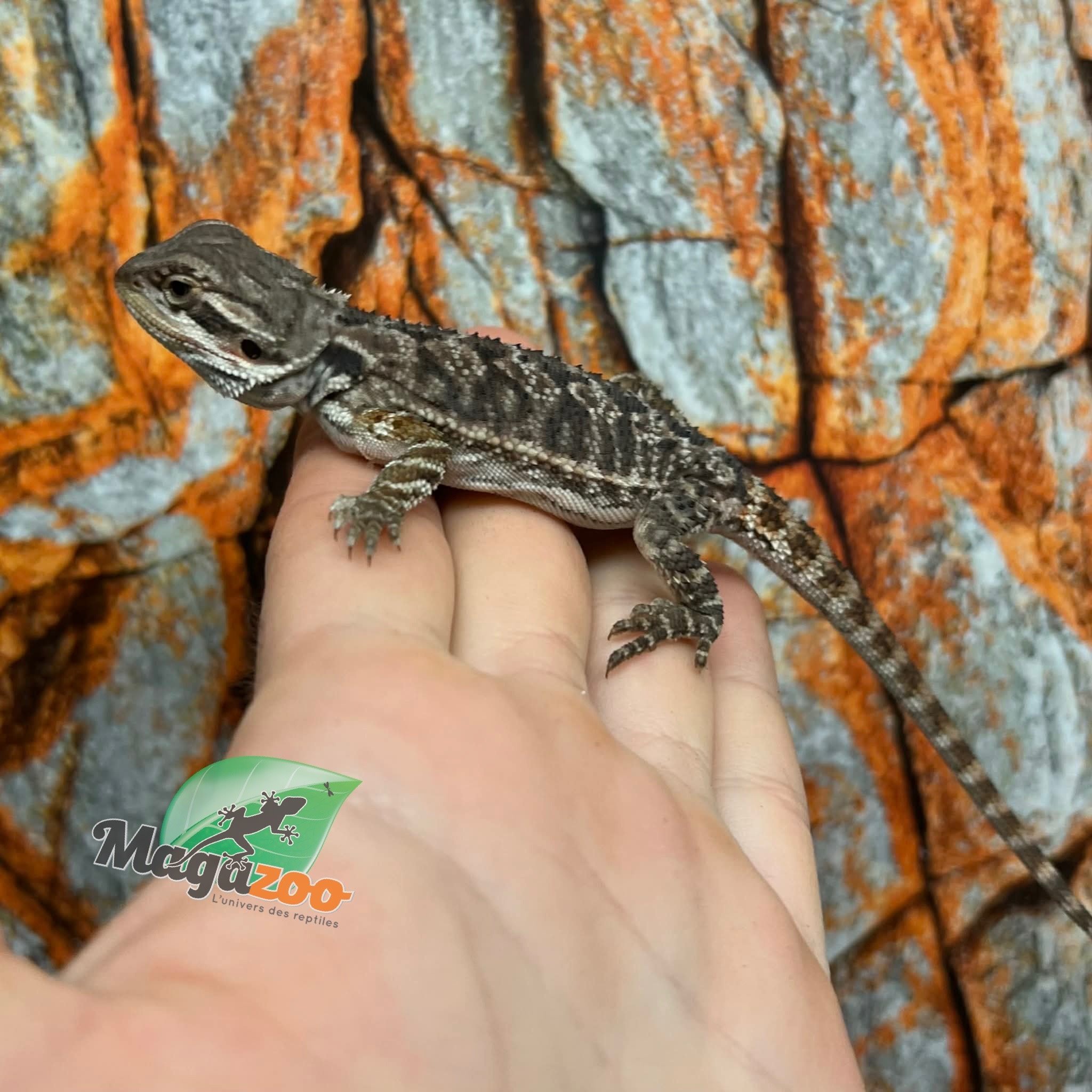 Dragon barbu  Tiger #1 Femelle 9/1/26