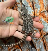 Dragon barbu  Tiger #1 Femelle 9/1/26