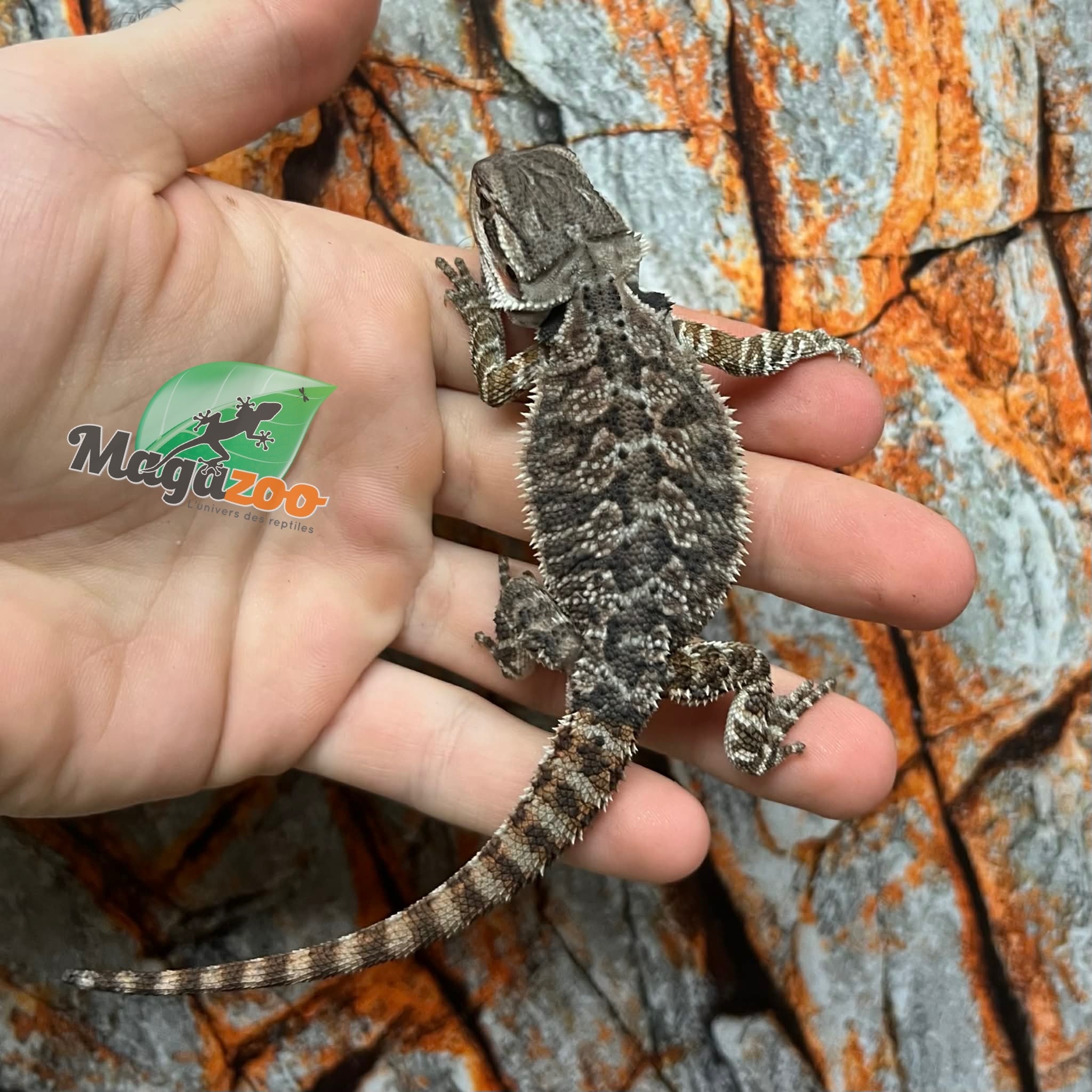 Tiger Bearded Dragon #1