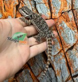 Tiger Bearded Dragon #1