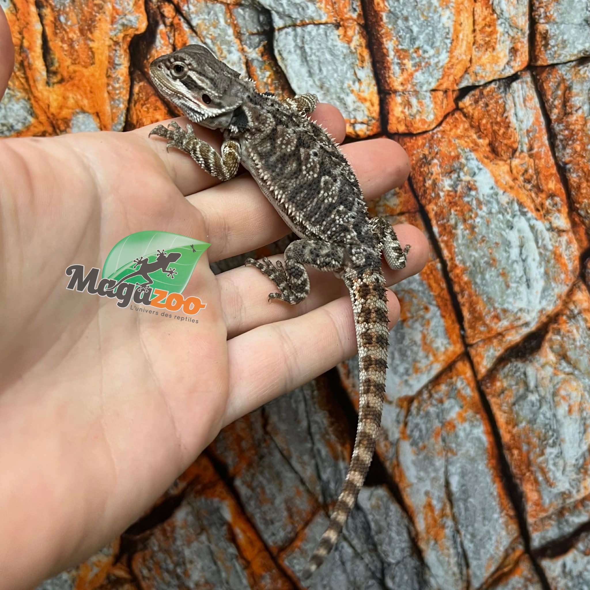 Tiger Bearded Dragon #1