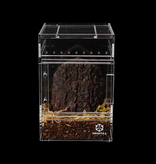 Tarantula Cribs MONARCH REPTILES Habitat pour taranture – Tree House Switch - 4X4X6''