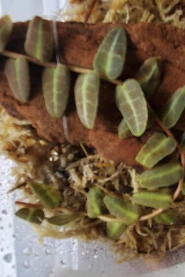 La Swamp Plante Marcgravia Umbrelatta