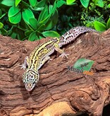 Magazoo Gecko léopard Bold Macksnow Mâle 28/11/25