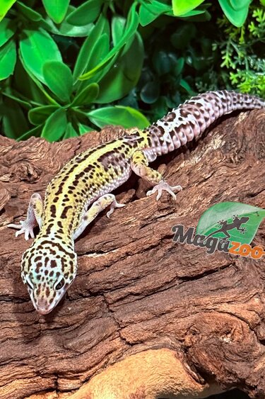 Magazoo Gecko léopard Bold Macksnow Mâle 28/11/25