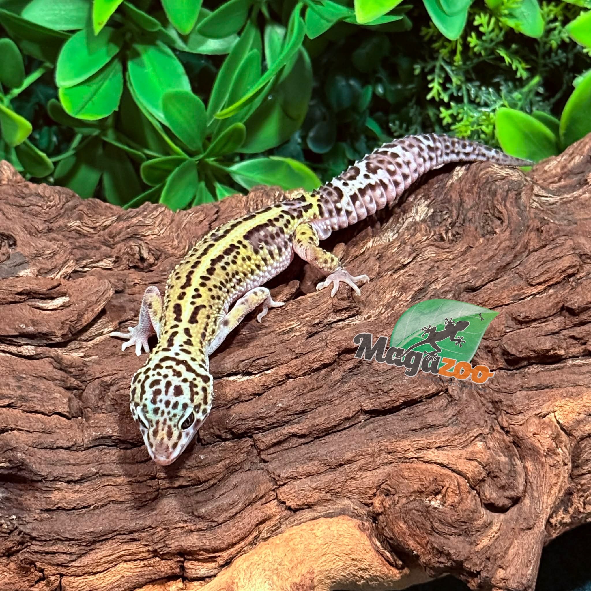 Magazoo Bold Macksnow Male Leopard gecko 11/28/25
