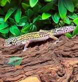 Magazoo Bold Macksnow Male Leopard gecko 11/28/25