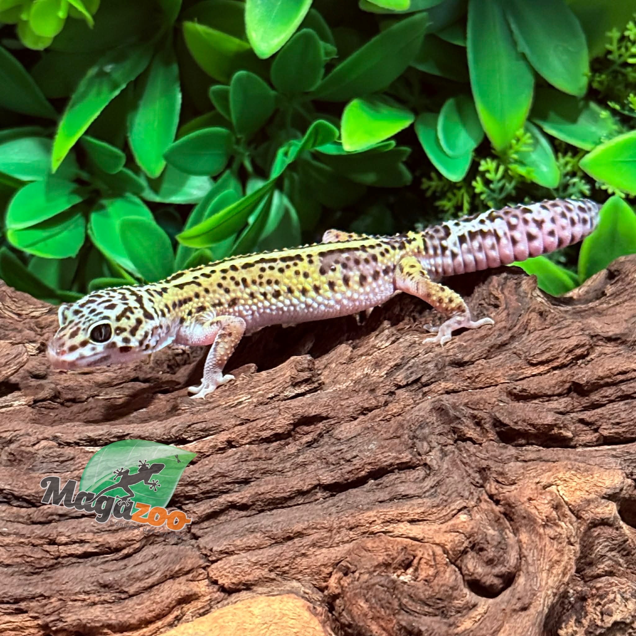 Magazoo Bold Macksnow Male Leopard gecko 11/28/25