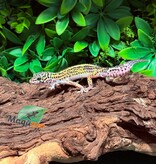 Magazoo Bold Macksnow Male Leopard gecko 11/28/25
