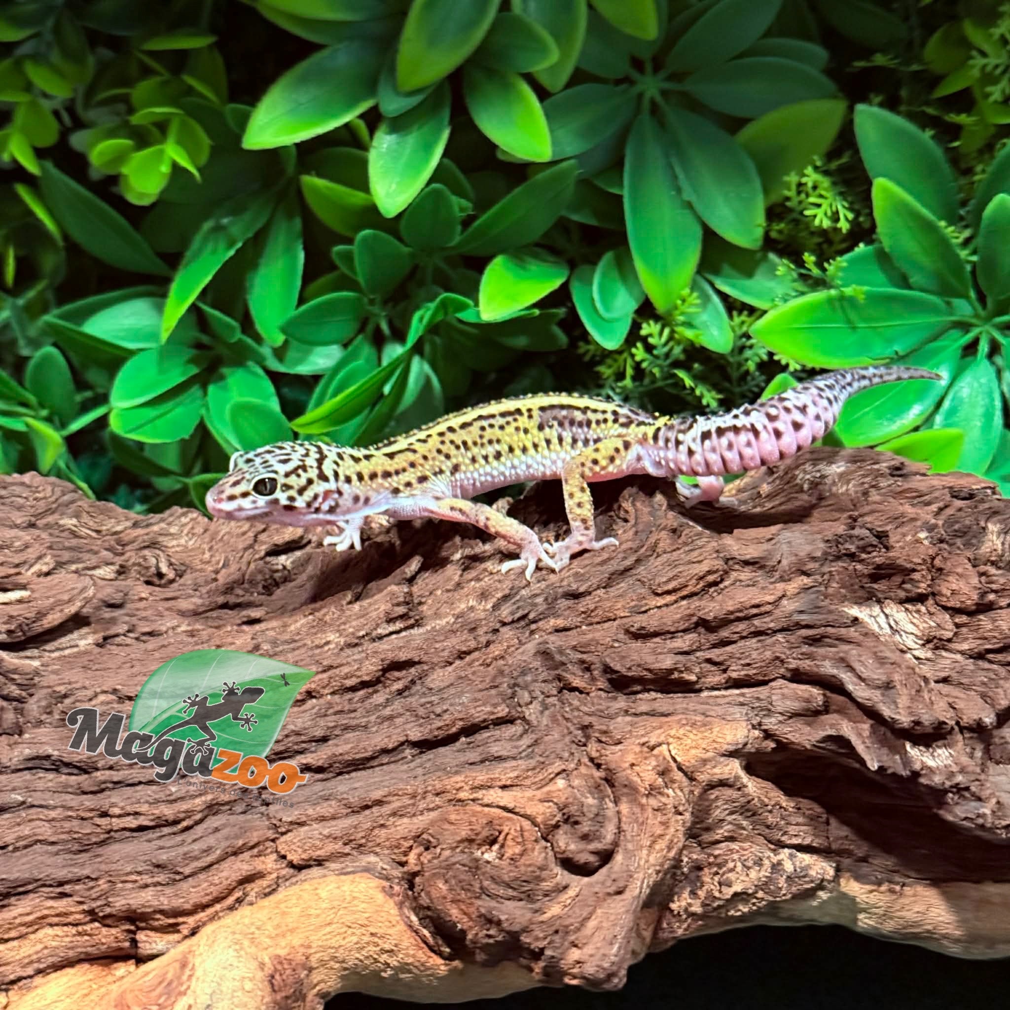 Magazoo Gecko léopard Bold Macksnow Mâle 28/11/25