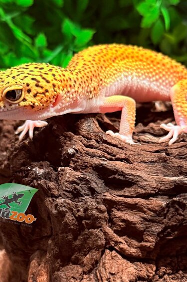 Magazoo Female Het Tremper Eclipse Leopard gecko 06/08/25