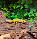 Magazoo Gecko léopard Bold Tangerine Femelle 12/01/26